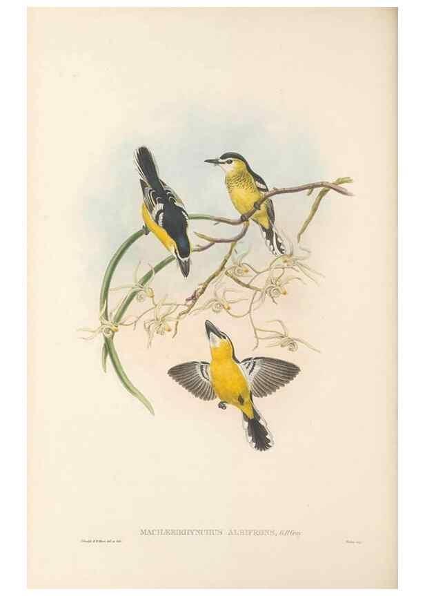 Reproducción/Reproduction 48765677578: The birds of New Guinea and the adjacent Papuan islands. London :Henry Sotheran & Co.,1875-1888.. 
