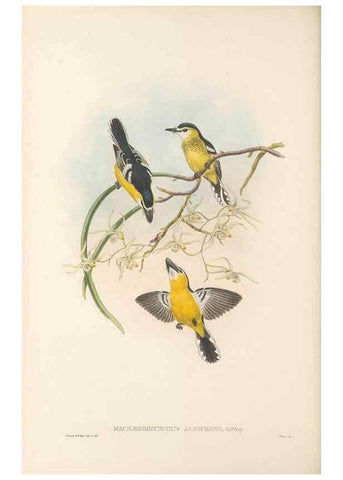 Reproducción/Reproduction 48765677578: The birds of New Guinea and the adjacent Papuan islands. London :Henry Sotheran & Co.,1875-1888.. 