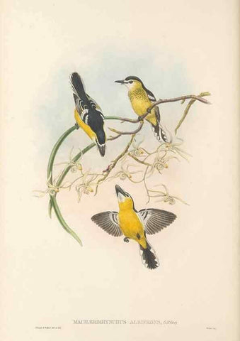 Reproducción/Reproduction 48765677578: The birds of New Guinea and the adjacent Papuan islands. London :Henry Sotheran & Co.,1875-1888.. 