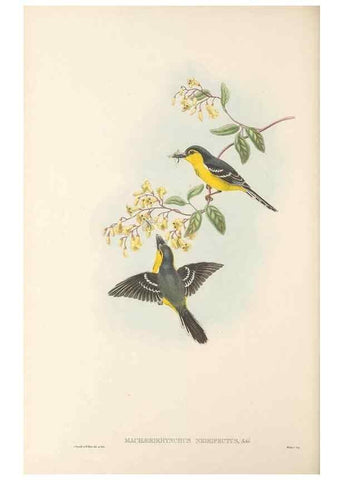 Reproducción/Reproduction 48765677893: The birds of New Guinea and the adjacent Papuan islands. London :Henry Sotheran & Co.,1875-1888.. 