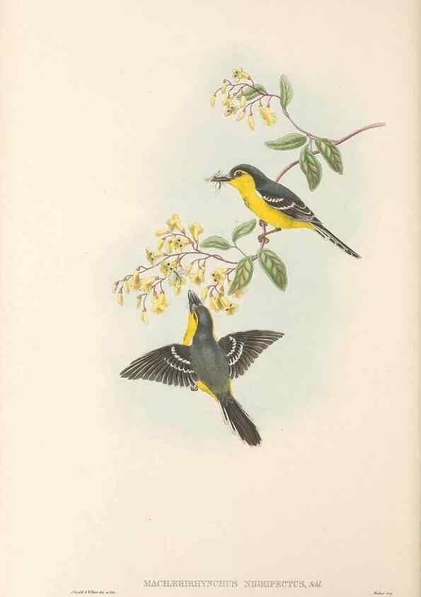 Reproducción/Reproduction 48765677893: The birds of New Guinea and the adjacent Papuan islands. London :Henry Sotheran & Co.,1875-1888.. 