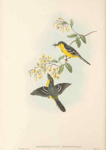 Reproducción/Reproduction 48765677893: The birds of New Guinea and the adjacent Papuan islands. London :Henry Sotheran & Co.,1875-1888.. 