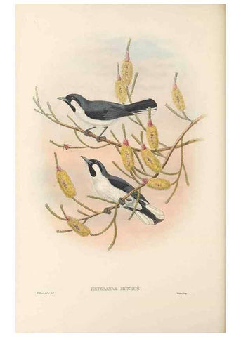 Reproducción/Reproduction 48766008836: The birds of New Guinea and the adjacent Papuan islands. London :Henry Sotheran & Co.,1875-1888.. 