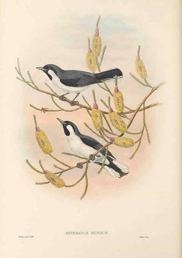 Reproducción/Reproduction 48766008836: The birds of New Guinea and the adjacent Papuan islands. London :Henry Sotheran & Co.,1875-1888.. 