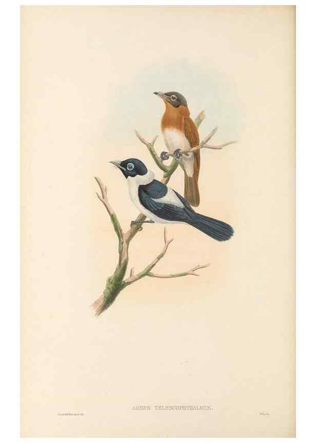 Reproducción/Reproduction 48765678523: The birds of New Guinea and the adjacent Papuan islands. London :Henry Sotheran & Co.,1875-1888.. 