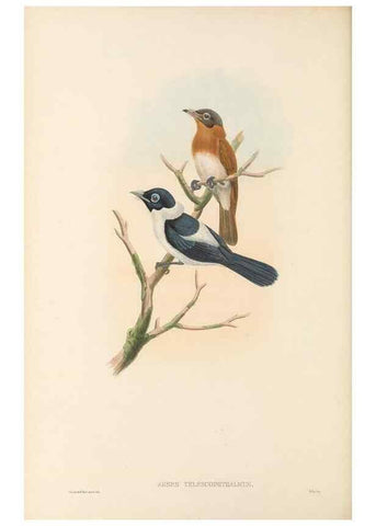 Reproducción/Reproduction 48765678523: The birds of New Guinea and the adjacent Papuan islands. London :Henry Sotheran & Co.,1875-1888.. 