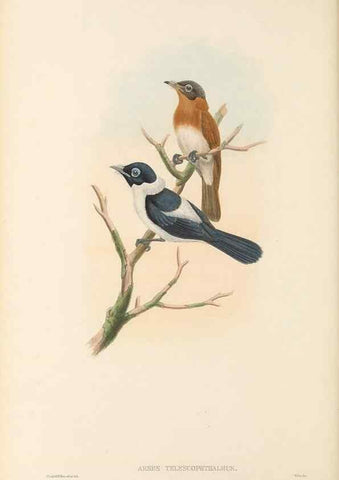 Reproducción/Reproduction 48765678523: The birds of New Guinea and the adjacent Papuan islands. London :Henry Sotheran & Co.,1875-1888.. 