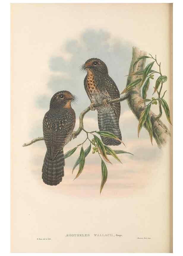 Reproducción/Reproduction 48766359116: The birds of New Guinea and the adjacent Papuan islands. London :Henry Sotheran & Co.,1875-1888.. 