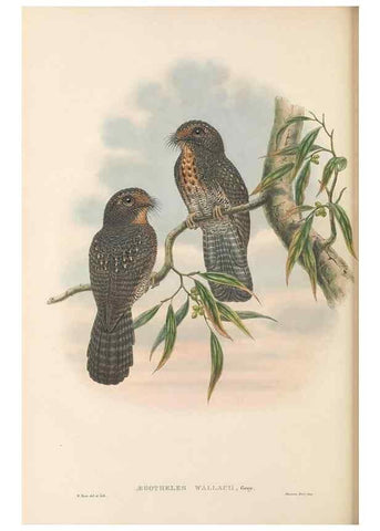 Reproducción/Reproduction 48766359116: The birds of New Guinea and the adjacent Papuan islands. London :Henry Sotheran & Co.,1875-1888.. 