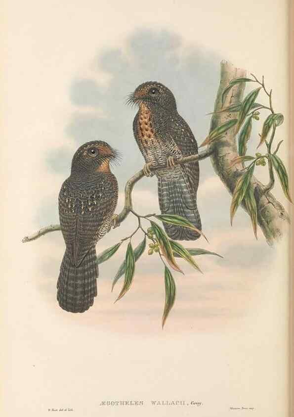 Reproducción/Reproduction 48766359116: The birds of New Guinea and the adjacent Papuan islands. London :Henry Sotheran & Co.,1875-1888.. 