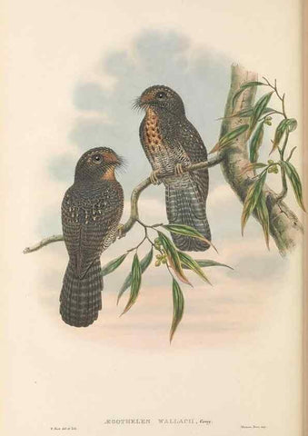 Reproducción/Reproduction 48766359116: The birds of New Guinea and the adjacent Papuan islands. London :Henry Sotheran & Co.,1875-1888.. 