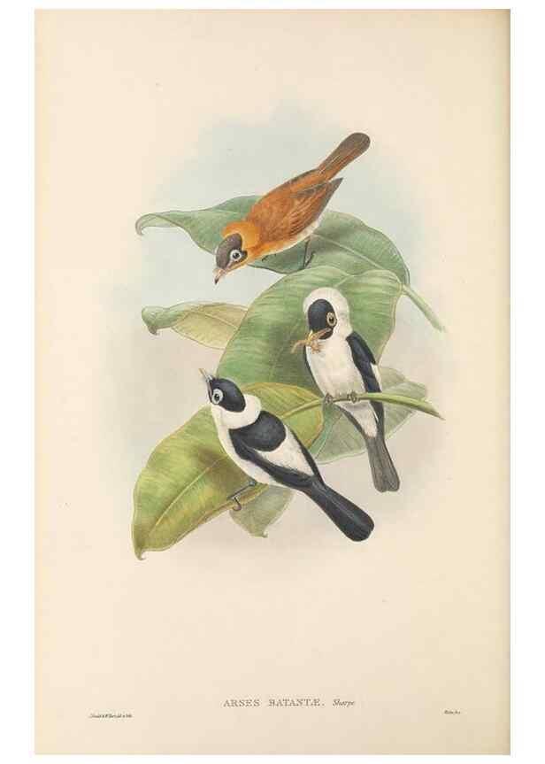 Reproducción/Reproduction 48766009506: The birds of New Guinea and the adjacent Papuan islands. London :Henry Sotheran & Co.,1875-1888.. 