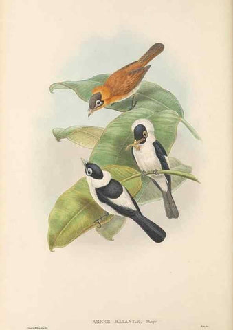 Reproducción/Reproduction 48766009506: The birds of New Guinea and the adjacent Papuan islands. London :Henry Sotheran & Co.,1875-1888.. 