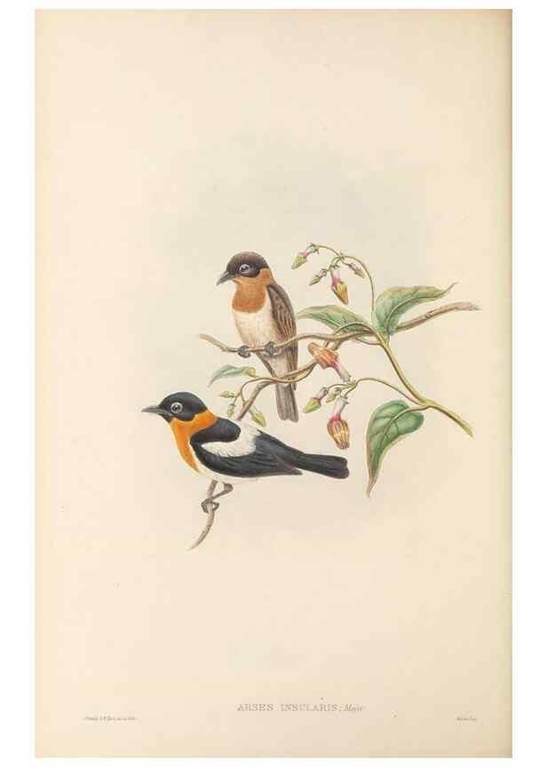 Reproducción/Reproduction 48766010196: The birds of New Guinea and the adjacent Papuan islands. London :Henry Sotheran & Co.,1875-1888.. 