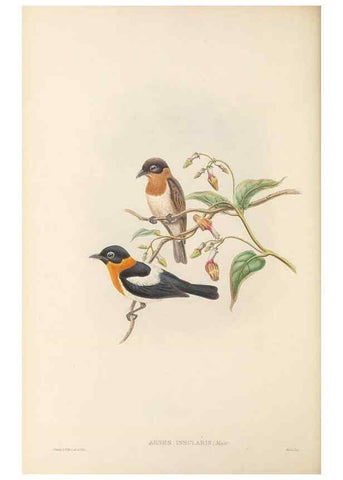 Reproducción/Reproduction 48766010196: The birds of New Guinea and the adjacent Papuan islands. London :Henry Sotheran & Co.,1875-1888.. 