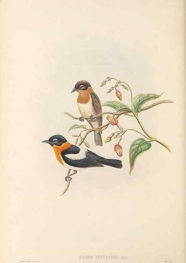 Reproducción/Reproduction 48766010196: The birds of New Guinea and the adjacent Papuan islands. London :Henry Sotheran & Co.,1875-1888.. 