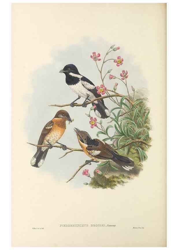 Reproducción/Reproduction 48766212492: The birds of New Guinea and the adjacent Papuan islands. London :Henry Sotheran & Co.,1875-1888.. 
