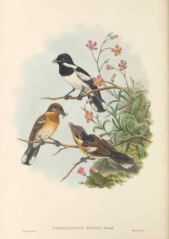 Reproducción/Reproduction 48766212492: The birds of New Guinea and the adjacent Papuan islands. London :Henry Sotheran & Co.,1875-1888.. 