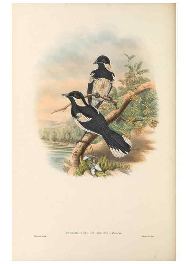 Reproducción/Reproduction 48766010941: The birds of New Guinea and the adjacent Papuan islands. London :Henry Sotheran & Co.,1875-1888.. 