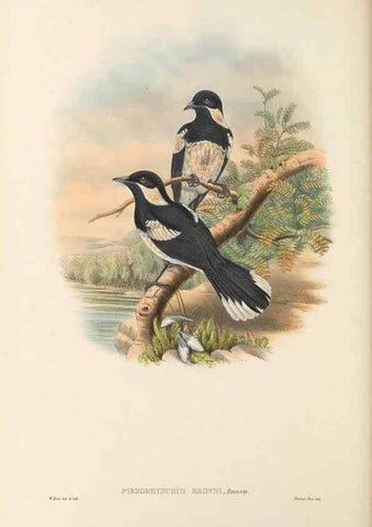 Reproducción/Reproduction 48766010941: The birds of New Guinea and the adjacent Papuan islands. London :Henry Sotheran & Co.,1875-1888.. 