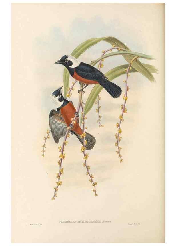 Reproducción/Reproduction 48766011386: The birds of New Guinea and the adjacent Papuan islands. London :Henry Sotheran & Co.,1875-1888.. 