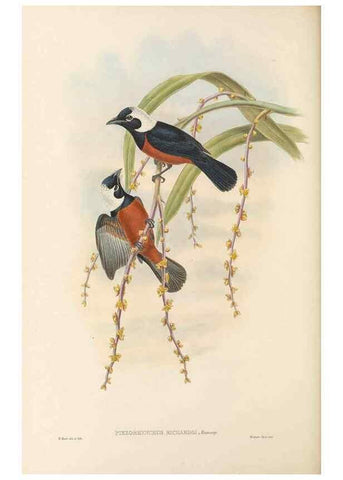 Reproducción/Reproduction 48766011386: The birds of New Guinea and the adjacent Papuan islands. London :Henry Sotheran & Co.,1875-1888.. 