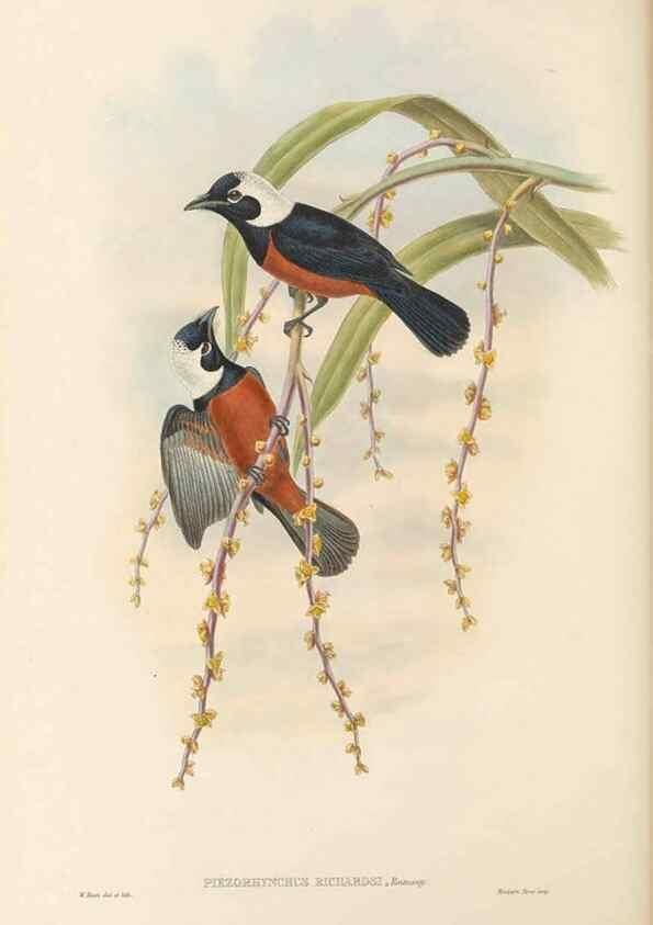 Reproducción/Reproduction 48766011386: The birds of New Guinea and the adjacent Papuan islands. London :Henry Sotheran & Co.,1875-1888.. 
