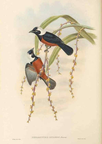 Reproducción/Reproduction 48766011386: The birds of New Guinea and the adjacent Papuan islands. London :Henry Sotheran & Co.,1875-1888.. 