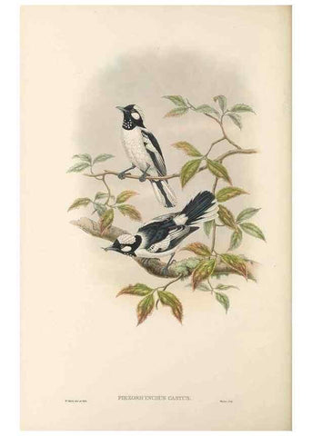 Reproducción/Reproduction 48765681498: The birds of New Guinea and the adjacent Papuan islands. London :Henry Sotheran & Co.,1875-1888.. 