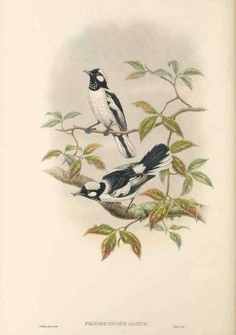 Reproducción/Reproduction 48765681498: The birds of New Guinea and the adjacent Papuan islands. London :Henry Sotheran & Co.,1875-1888.. 