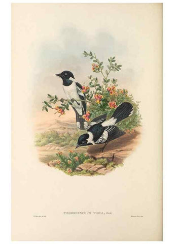 Reproducción/Reproduction 48766214137: The birds of New Guinea and the adjacent Papuan islands. London :Henry Sotheran & Co.,1875-1888.. 