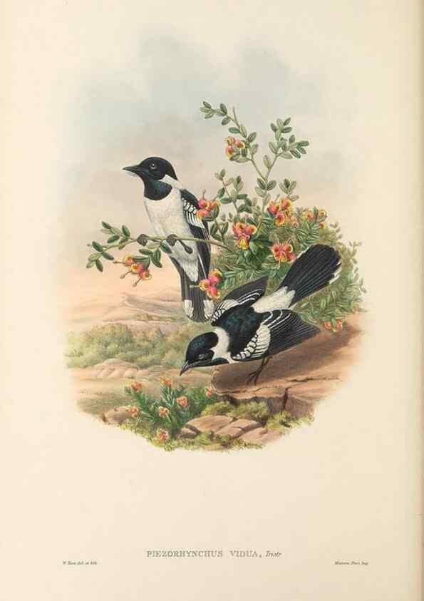 Reproducción/Reproduction 48766214137: The birds of New Guinea and the adjacent Papuan islands. London :Henry Sotheran & Co.,1875-1888.. 