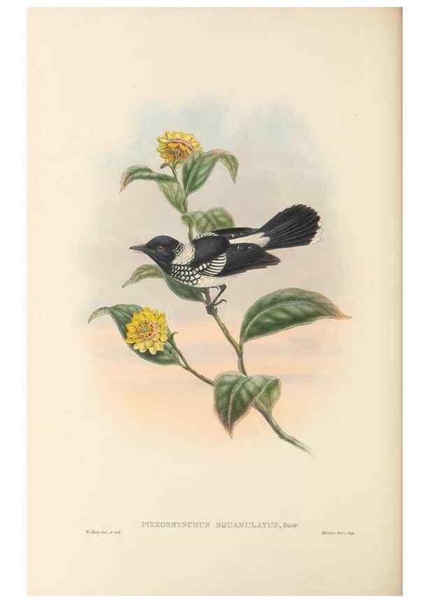 Reproducción/Reproduction 48766012556: The birds of New Guinea and the adjacent Papuan islands. London :Henry Sotheran & Co.,1875-1888.. 