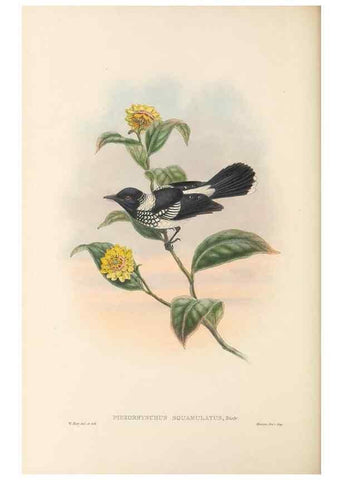 Reproducción/Reproduction 48766012556: The birds of New Guinea and the adjacent Papuan islands. London :Henry Sotheran & Co.,1875-1888.. 