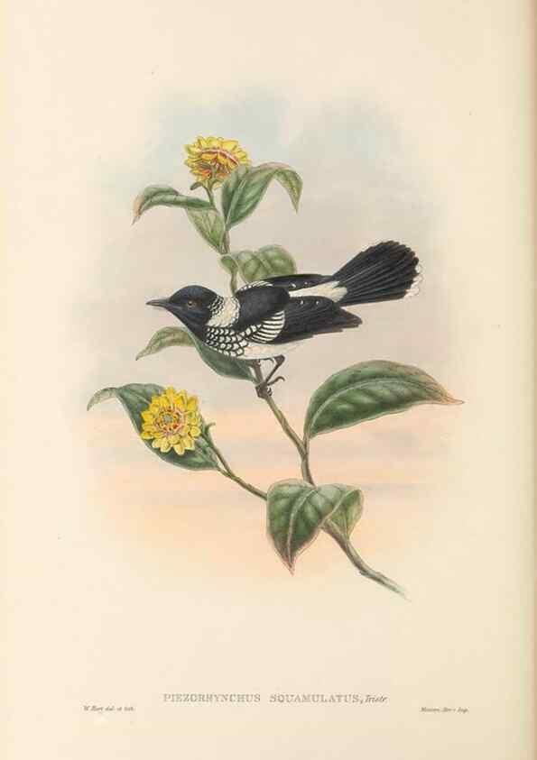 Reproducción/Reproduction 48766012556: The birds of New Guinea and the adjacent Papuan islands. London :Henry Sotheran & Co.,1875-1888.. 