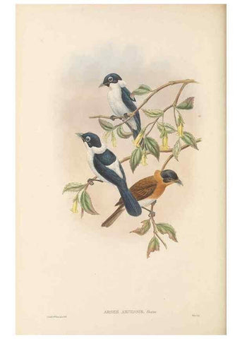 Reproducción/Reproduction 48766211682: The birds of New Guinea and the adjacent Papuan islands. London :Henry Sotheran & Co.,1875-1888.. 