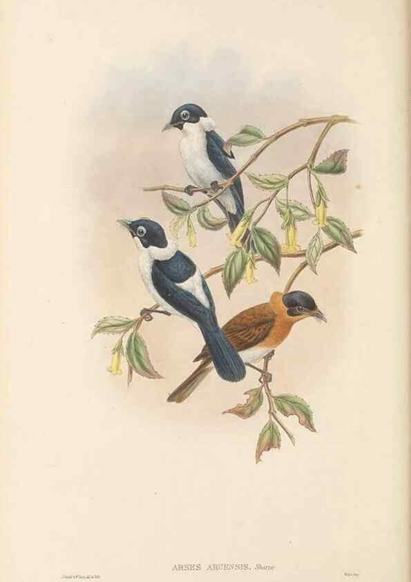 Reproducción/Reproduction 48766211682: The birds of New Guinea and the adjacent Papuan islands. London :Henry Sotheran & Co.,1875-1888.. 
