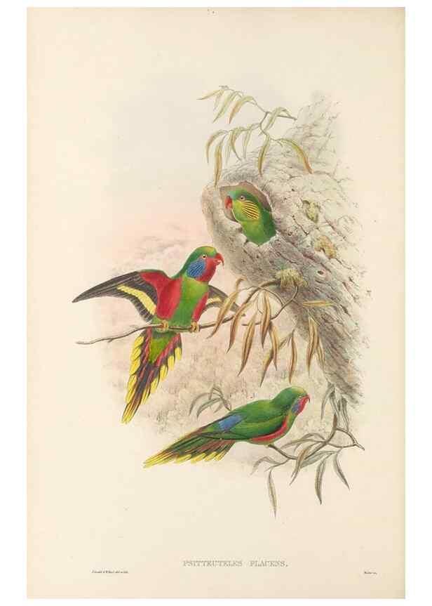 Reproducción/Reproduction 48766638402: The birds of New Guinea and the adjacent Papuan islands. London :Henry Sotheran & Co.,1875-1888.. 