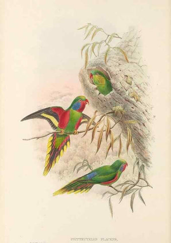 Reproducción/Reproduction 48766638402: The birds of New Guinea and the adjacent Papuan islands. London :Henry Sotheran & Co.,1875-1888.. 