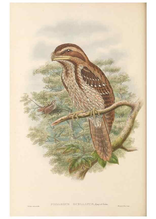 Reproducción/Reproduction 48766359456: The birds of New Guinea and the adjacent Papuan islands. London :Henry Sotheran & Co.,1875-1888.. 
