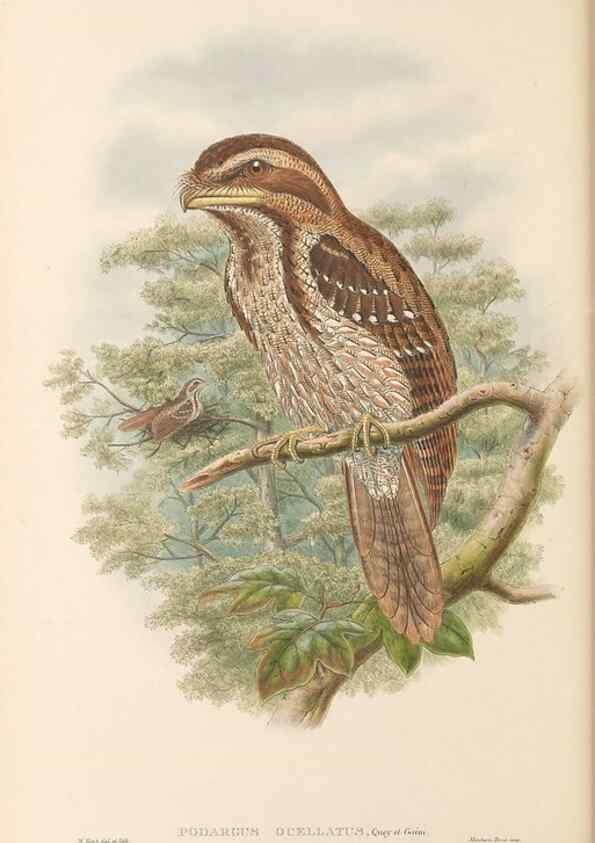 Reproducción/Reproduction 48766359456: The birds of New Guinea and the adjacent Papuan islands. London :Henry Sotheran & Co.,1875-1888.. 