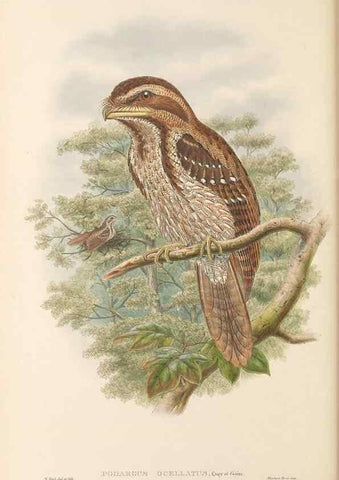 Reproducción/Reproduction 48766359456: The birds of New Guinea and the adjacent Papuan islands. London :Henry Sotheran & Co.,1875-1888.. 