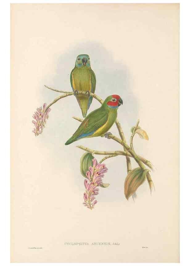 Reproducción/Reproduction 48766633157: The birds of New Guinea and the adjacent Papuan islands. London :Henry Sotheran & Co.,1875-1888.. 