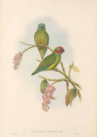 Reproducción/Reproduction 48766633157: The birds of New Guinea and the adjacent Papuan islands. London :Henry Sotheran & Co.,1875-1888.. 