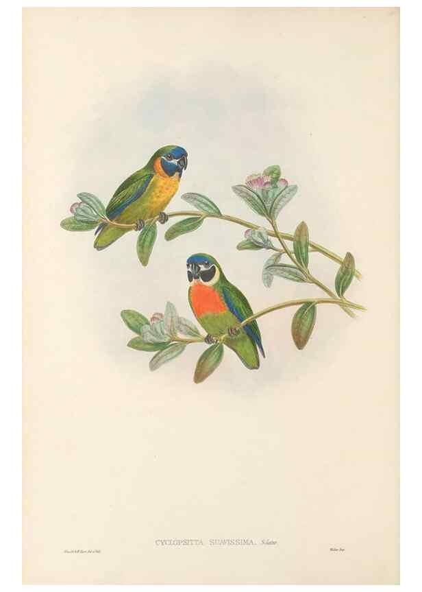 Reproducción/Reproduction 48766633392: The birds of New Guinea and the adjacent Papuan islands. London :Henry Sotheran & Co.,1875-1888.. 