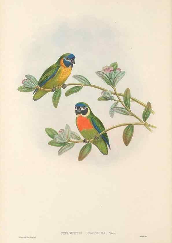 Reproducción/Reproduction 48766633392: The birds of New Guinea and the adjacent Papuan islands. London :Henry Sotheran & Co.,1875-1888.. 