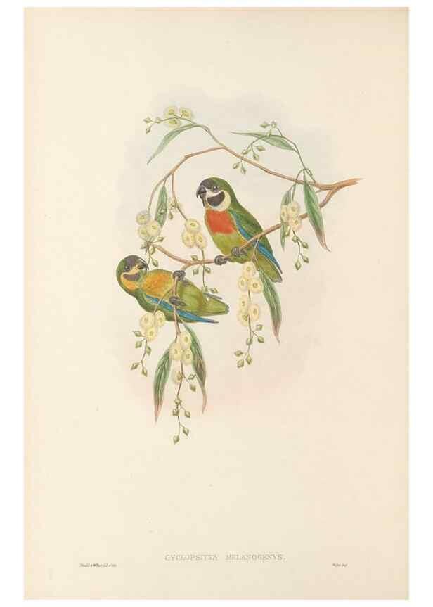 Reproducción/Reproduction 48766099383: The birds of New Guinea and the adjacent Papuan islands. London :Henry Sotheran & Co.,1875-1888.. 