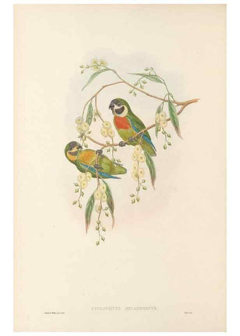 Reproducción/Reproduction 48766099383: The birds of New Guinea and the adjacent Papuan islands. London :Henry Sotheran & Co.,1875-1888.. 