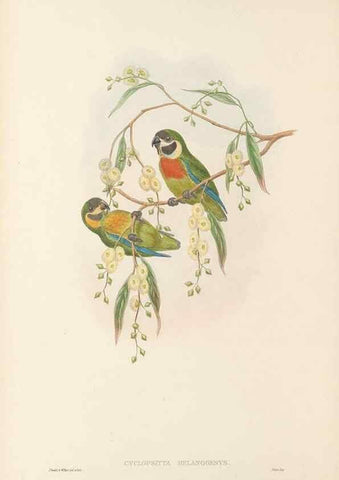 Reproducción/Reproduction 48766099383: The birds of New Guinea and the adjacent Papuan islands. London :Henry Sotheran & Co.,1875-1888.. 