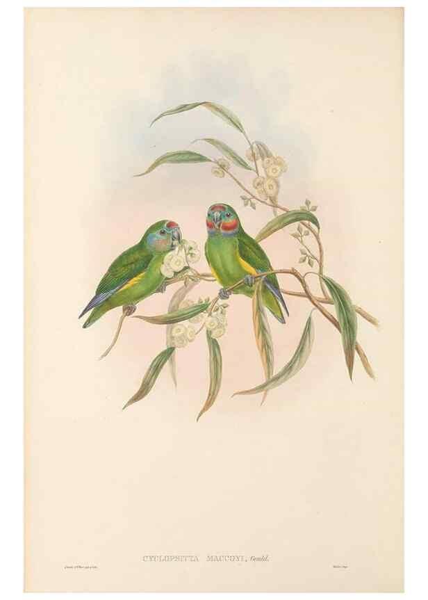 Reproducción/Reproduction 48766099688: The birds of New Guinea and the adjacent Papuan islands. London :Henry Sotheran & Co.,1875-1888.. 